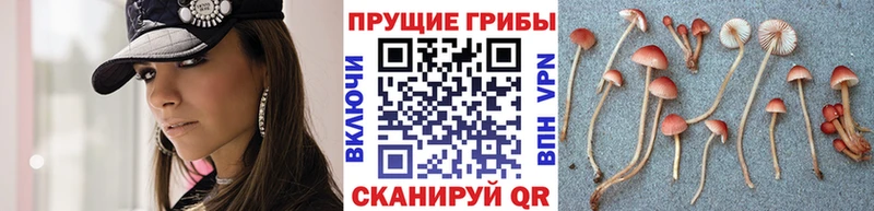 Псилоцибиновые грибы мицелий  Усть-Кут 